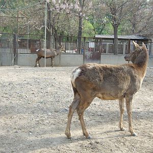 Red deer, which subspecies?