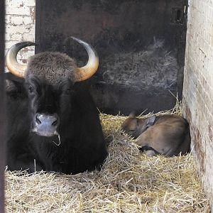 Gaur Calf