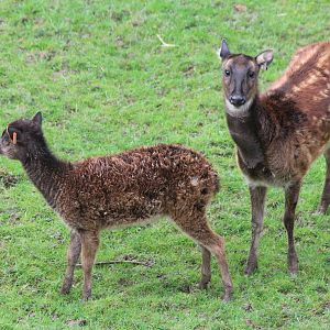 Philippine Spotted Deer and fawn