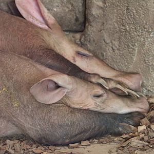 Aardvarks
