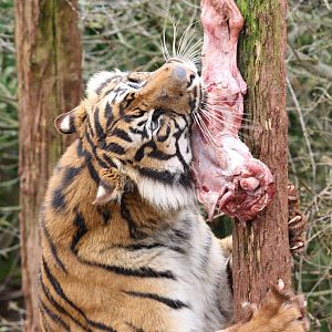 Sumatran Tiger up feeding pole 1-4-14