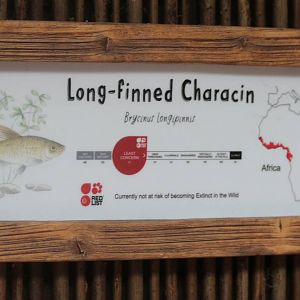 Now on show in Secret World of the Okapi tank