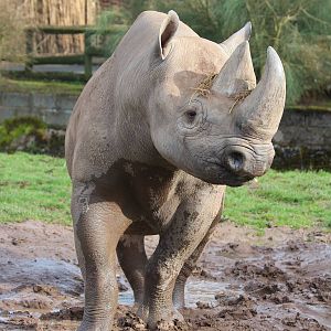 Black Rhino bull, Magadi