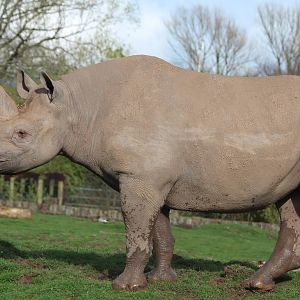 Black Rhino bull, Magadi