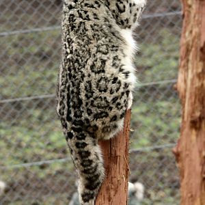 Kadi the Snow Leopard 1-4-14