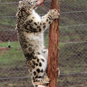Wolfgang the Snow Leopard 1-4-14