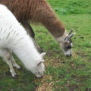 Brenda and unnamed youngster, 5th April 2014