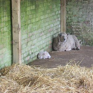 Shetland Sheep with lamb born on 5th April; 6th April 2014