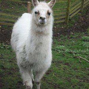 Unnamed young Llama, 6th April 2014