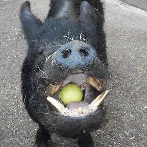 Pugwash enjoys an apple, 6th April 2014
