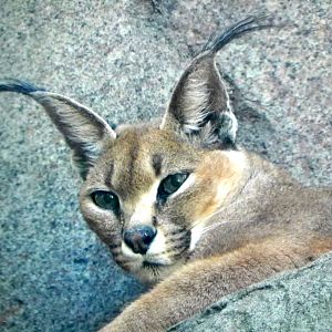 Turkmenistan Caracal