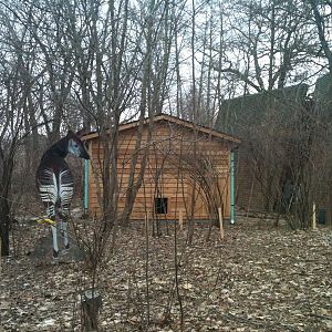 Habitat Africa! The Forest!