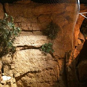 Caracal Exhibit (the netting is new)