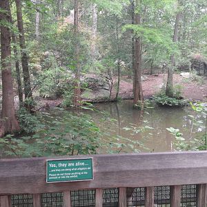 Cypress Swamp - Alligators (Exhibit 1)