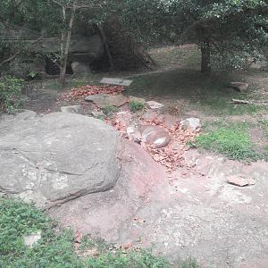 Cypress Swamp - Cougar