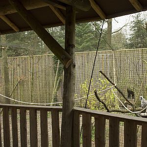 Gray langur aviary, 4/5/14
