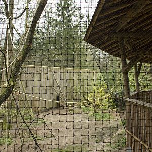 Gray langur aviary, 4/5/14