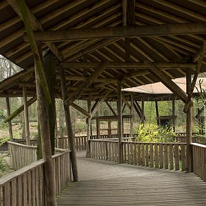 Gray langur aviary, 4/5/14