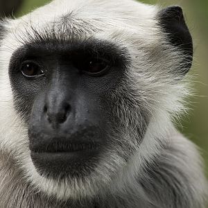 Gray langur, 4/7/14