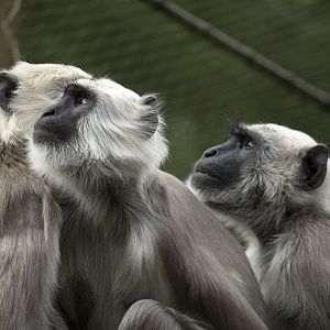 Gray langurs, 4/7/14