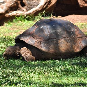 Aldabra Giant Tortoise
