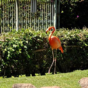 American Flamingo