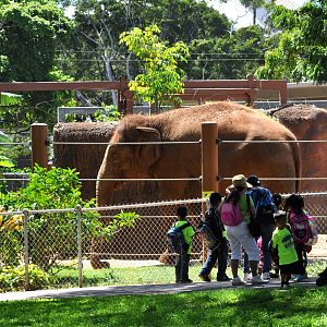 Asian Elephant Exhibit