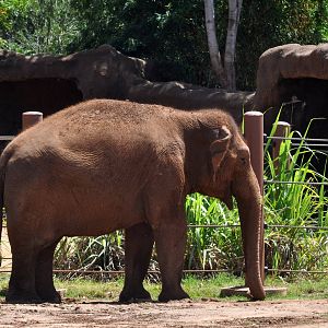 Asian Elephant