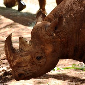 Black Rhinoceros