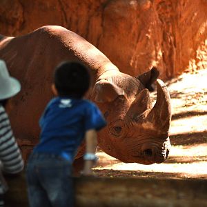 Black Rhinoceros Exhibit
