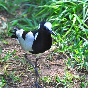 Blacksmith Plover