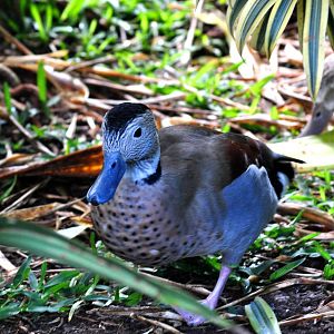 Ringed Teal