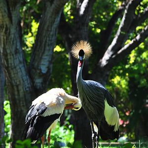 African Crowned Crane and White Stork