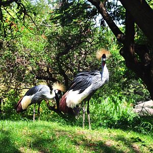 African Crowned Cranes