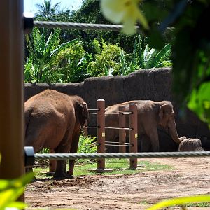 Asian Elephant Exhibit