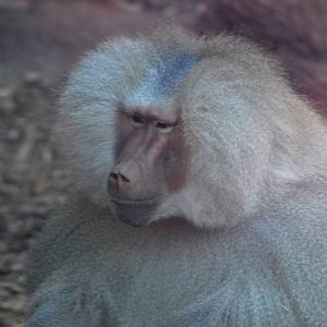 Hamadryas Baboon
