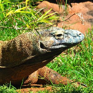 Komodo Dragon