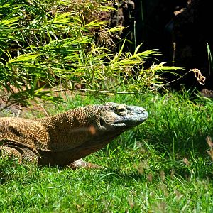 Komodo Dragon