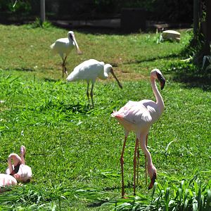 Lesser Flamingos and African Spoonbills