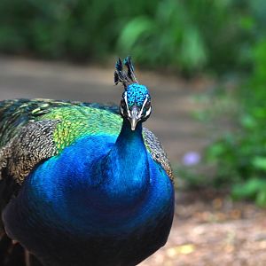 Indian Peafowl