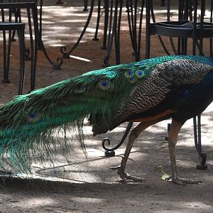 Indian Peafowl