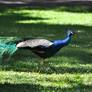 Indian Peafowl