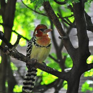 Red and Yellow Barbet
