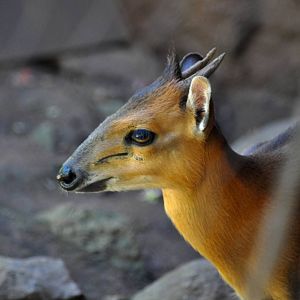 Red-flanked Duiker