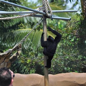 Siamang and Guest