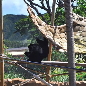 Siamang Exhibit