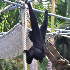 Siamang