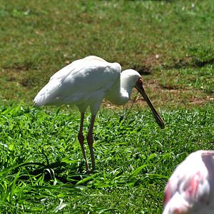 African White Spoonbill and Lesser Flamingo