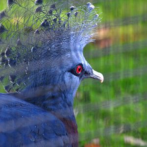 Victoria Crowned Pigeon