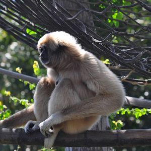 White-handed Gibbon